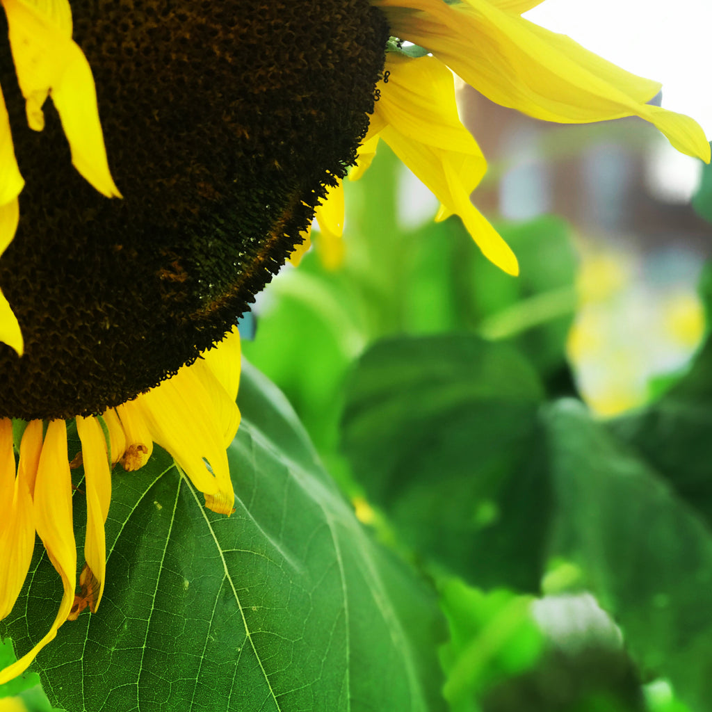 Sunshine on my shoulder.............