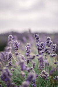 Lavender fields forever......................