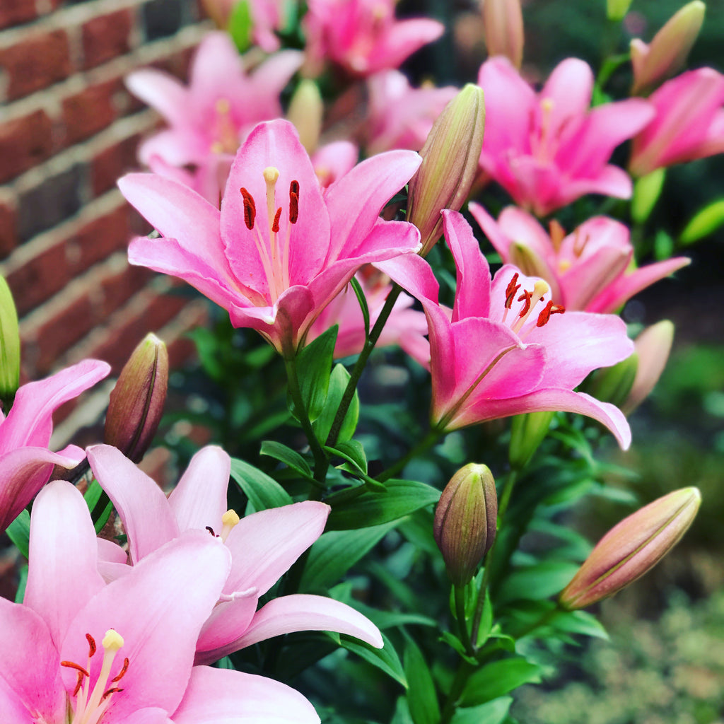 My flowers make me happy!!!